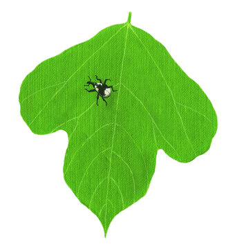 クズの葉の上のゾウムシ