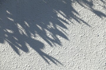 白い壁に映る木の葉の影、葉のシルエット