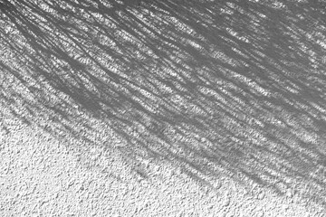 白い壁に映る木の葉の影、葉のシルエット