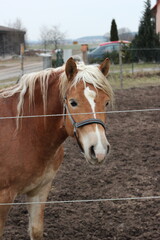 Nahaufnahme eines Haflinger Pferdes mit markanter blonder Mähne und Halfter auf einer Koppel © Mike