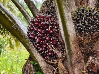 oil palm fruit on the tree and ripe	