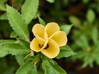 Damiana flowers are blooming in the morning
