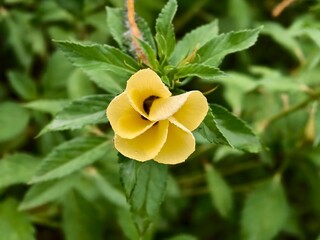 Damiana flowers are blooming in the morning