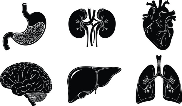 Human internal organs silhouette set, heart brain lungs liver kidney stomach icons, medical anatomy collection, cad drawing flat vector illustration, healthcare science biology