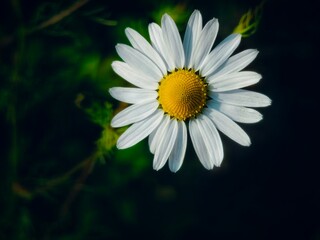 white chamomile on a dark blurred background