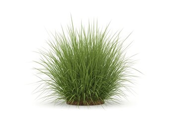 A green grass plant on a white background