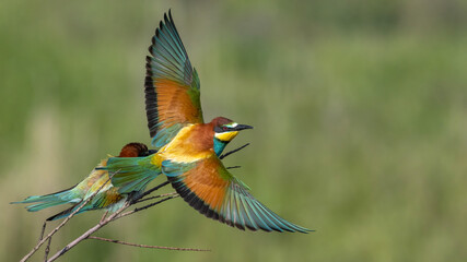 European Bee Eater in Action.