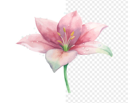 Watercolor Zephyranthes Rain Lily Illustration, Pink Floral Art, vector isolated on white background