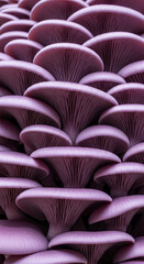 Obraz premium Close-up of many purple mushrooms stacked. It creates repetitive organic pattern, representing nature, fungal growth and edible resource