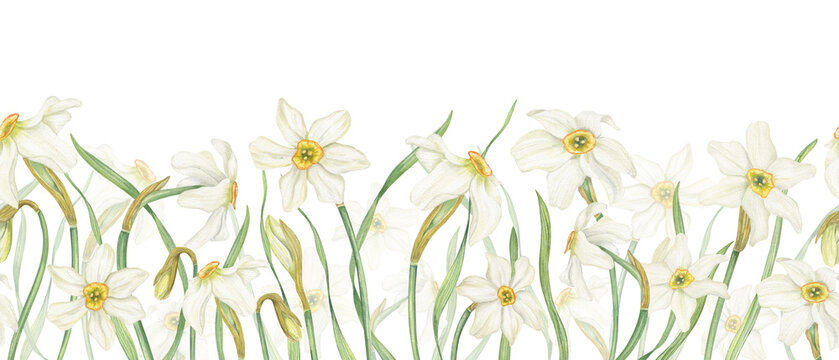 Watercolor Daffodils seamless horizontal banner on isolated background. Hand drawn spring white narcissus flowers in blossom Floral pattern for Easter textile, kitchen decor, web design.