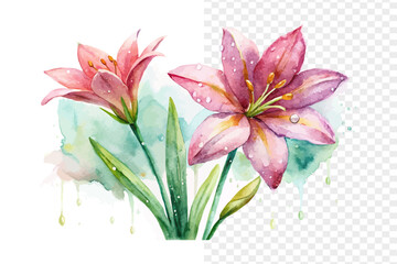 Fototapeta premium Pink Rain Lily Watercolor Bloom, Delicate Garden Botanical Illustration Isolated on White