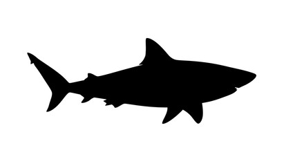 Fototapeta premium Black silhouette of a shark swimming.