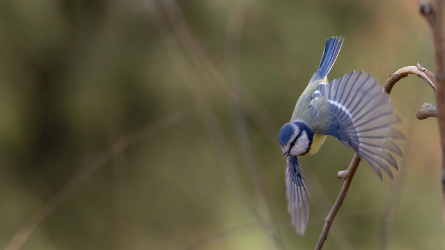 European Blue Tit