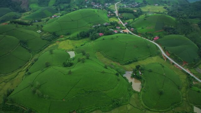Green tea field in harvest season,Green agricultural fields in countryside at northern Vietnam