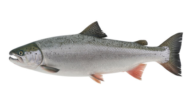 Fresh Atlantic Salmon Fish seafood aquatic isolated on a transparent background