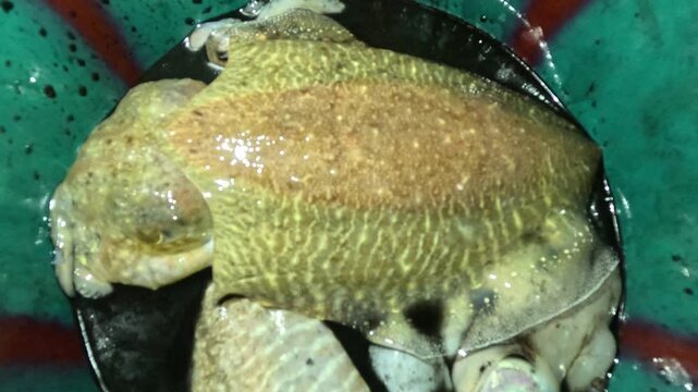 A single cuttlefish displays a broad, oval body with intricate brown and yellow patterns, rippled fins, short arms, and specialized skin cells for natural camouflage in its aquatic environment.