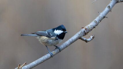 Coal Tit © Mehmet
