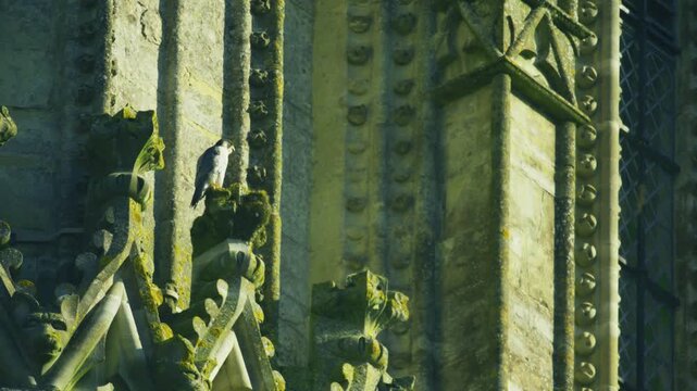 Wild peregrine falcon (Falco peregrinus) perched on historic stonework of Salisbury Cathedral in England. Urban wildlife behaviour showing the bird of prey resting on gothic architecture in natural
