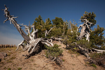 Weathered trees on a sandy mound with a blue sky background in Crater Lake National Park, Oregon