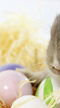 Vertical video: Brown rabbit entering from right, sniffing and nudging straw to find pastel eggs