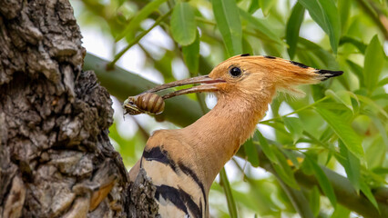Eurasian Hoopoe © Mehmet