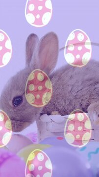 Vertical video: brown rabbit sensing pastel eggs, lifting head, leaning over rim, nibbling eggs