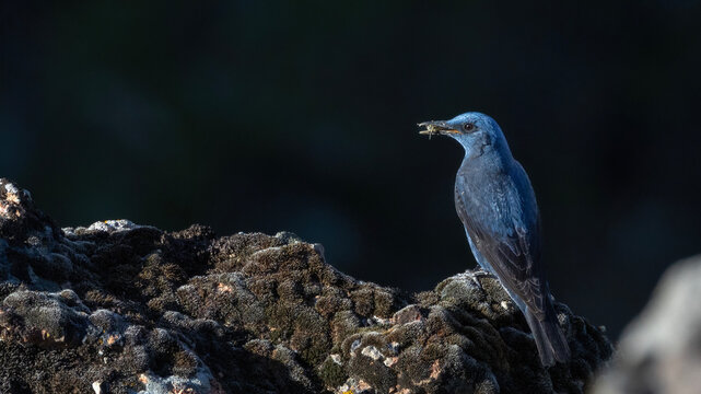 Blue Rock Thrush 