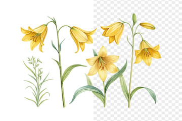 Watercolor Yellow Trumpet Flower, Vibrant Tropical Garden Vector Isolated on White