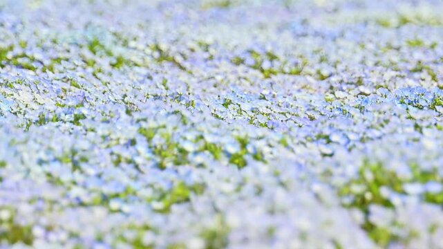 空へと続く青の絨毯。ネモフィラ
「春の息吹を感じる、100万輪のネモフィラが織りなす絶景。」
長崎県大村市(つつじ園)
"A breathtaking sight, woven by a million nemophila flowers, that brings the breath of spring to life."
