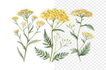 Yellow Yarrow Watercolor Bloom, Achillea Wildflower Botanical Illustration Isolated on White © Tanvir Rana