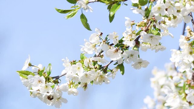 bee collecting pollen from white cherry blossoms in spring garden Close up