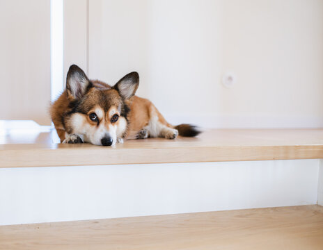 Corgi Dog Resting on Modern Light Wooden Stairs Inside a Bright Minimalist Home.