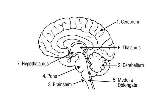 Labeled Human Brain Anatomy Diagram