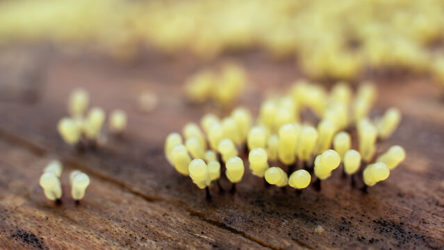 Tiny yellow slime mold fruiting bodies emerging on decaying wood