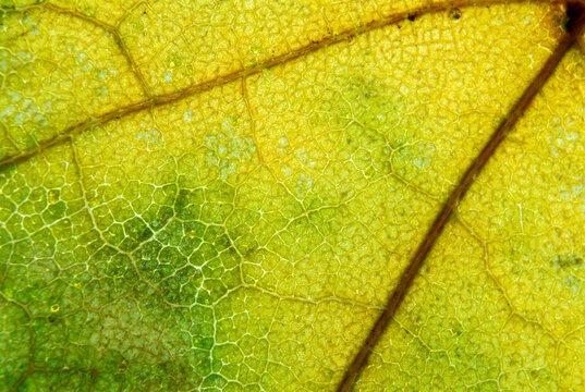 Golden leaf &mdash; a microscopic landscape of cells and branching veins