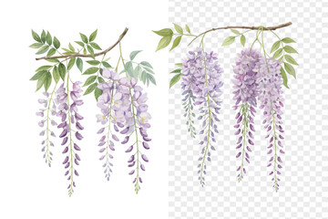 Purple Wisteria Watercolor Bloom, Cascading Spring Floral Illustration Isolated on White © Tanvir Rana