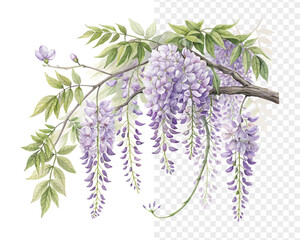 Watercolor Wisteria Hanging Flower, Soft Purple Botanical Clipart, vector illustration isolated on white background © Tanvir Rana