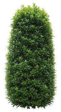 Tall, lush green conical topiary bush isolated on white background