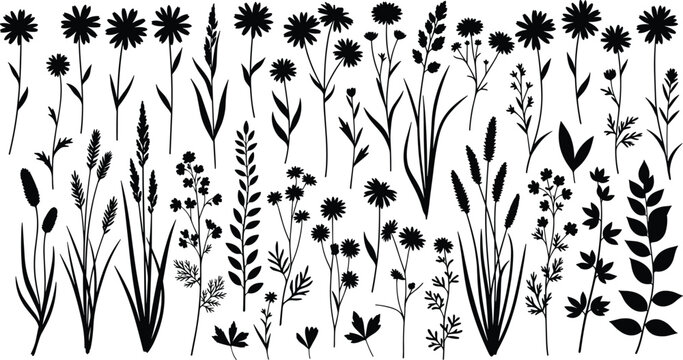 Botanical wildflower and meadow plant silhouettes collection for natural herbal illustration, floral design elements, botanical pattern creation, garden 