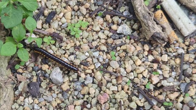 A Yellow-spotted Millipede (Harpaphe haydeniana) crawling slowly over a textured concrete surface near damp soil. The footage highlights its segmented black body, bright yellow defensive spots.