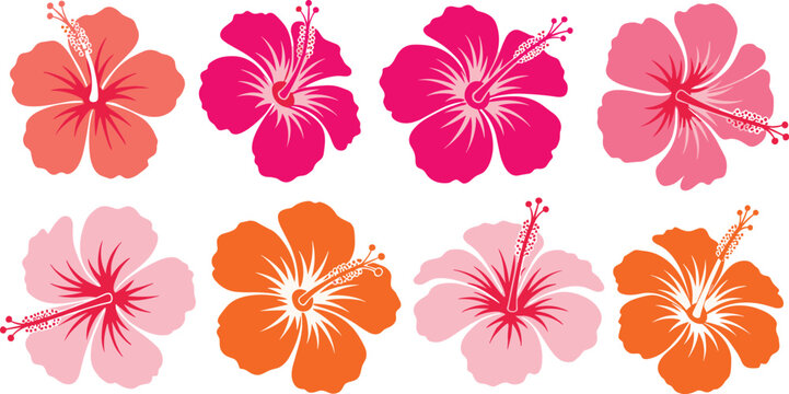 Colorful hibiscus flower collection with pink orange and red tropical blossoms isolated on white background for summer island vacation designs,