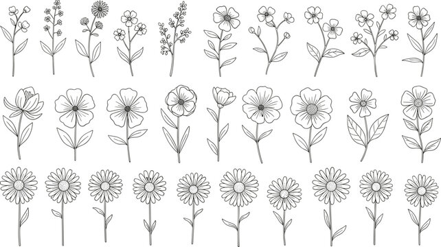 Wildflower vector illustration set featuring hand drawn daisy, meadow floral line art, and botanical garden plant elements for elegant aesthetic design.