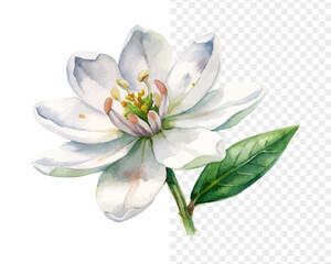 Obraz premium Watercolor Chamelaucium Blossom, Soft Miniature Floral Vector Isolated on White