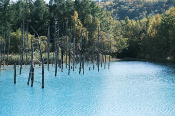 lake in the forest