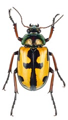A large yellow and black beetle with orange legs on white background