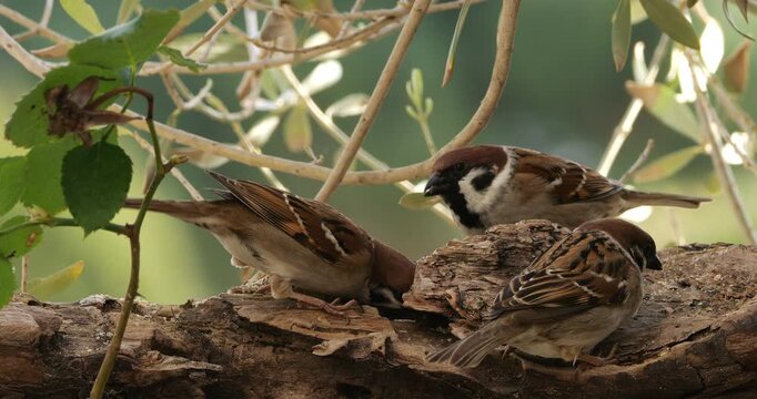 Group of Eurasian Tree Sparrows (Passer montanus ) feeding on a piece of wood.