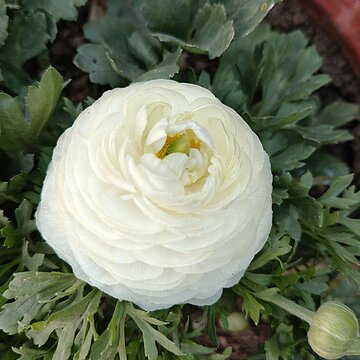 Top-down macro of a pristine white Ranunculus flower with dense layered petals.
