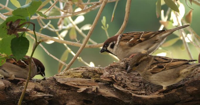 Eurasian Tree Sparrows (Passer montanus ) and House sparrow (Passer domesticus)  feeding  on a piece of wood.