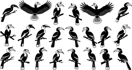 Black and white vector silhouette collection of wild tropical hornbill birds perched on branches and flying isolated on white background © MDBABUL