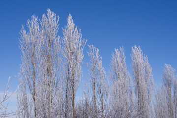 Frozen tree branches covered with frost under clear blue sky. Minimal winter nature background with copy space.